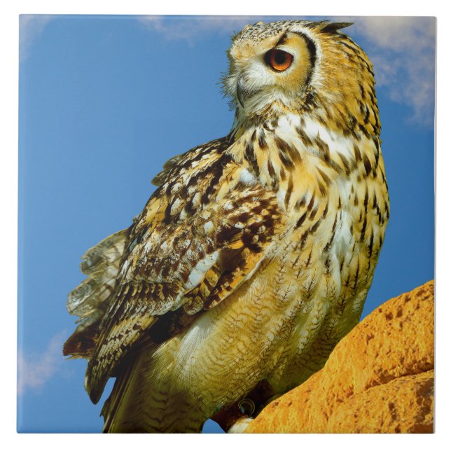 Eurasian eagle owl tile (Front)