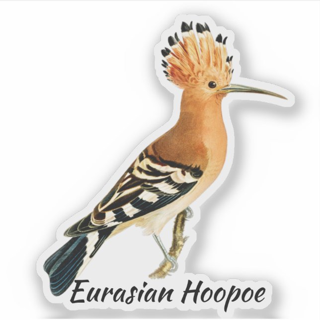 Eurasian Hoopoe bird, labelled (Front)