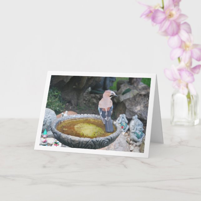 Eurasian Jay Bird on Bird Bath Card (Orchid)