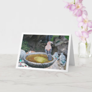 Eurasian Jay Bird on Bird Bath Card