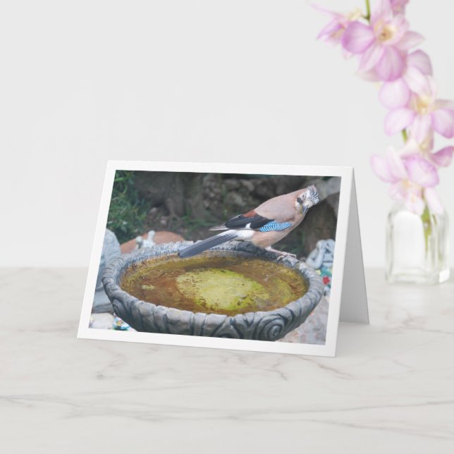 Eurasian Jay Bird Sitting on Bird Bath Card (Orchid)