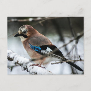 Eurasian Jay on a Snowy Branch Postcard