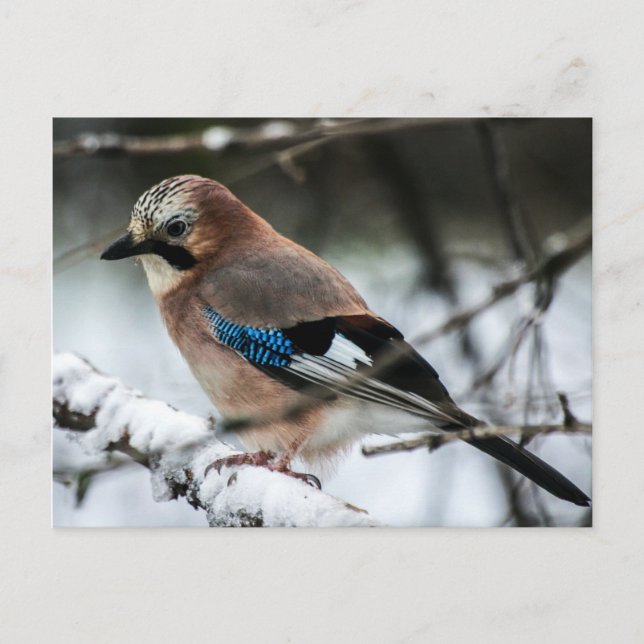Eurasian Jay on a Snowy Branch Postcard (Front)