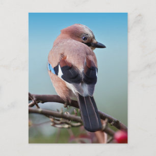 Eurasian Jay Postcard