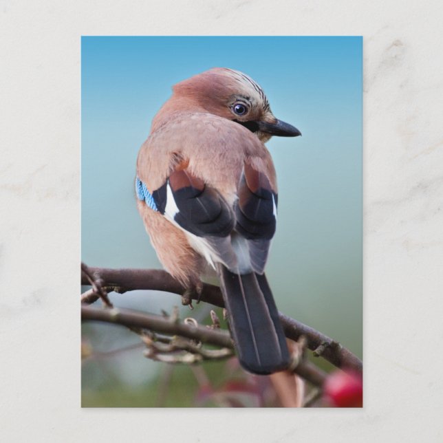 Eurasian Jay Postcard (Front)