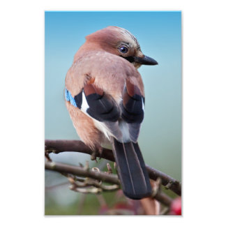 Eurasian Jay Print