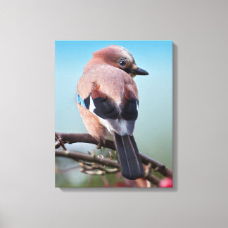 Eurasian Jay Wrapped Canvas Print