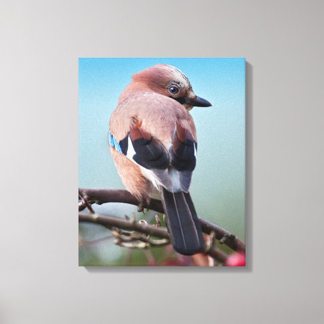Eurasian Jay Wrapped Canvas Print (Front)