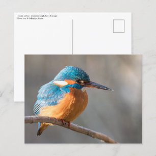 Eurasian Kingfisher Nature Photo Postcard