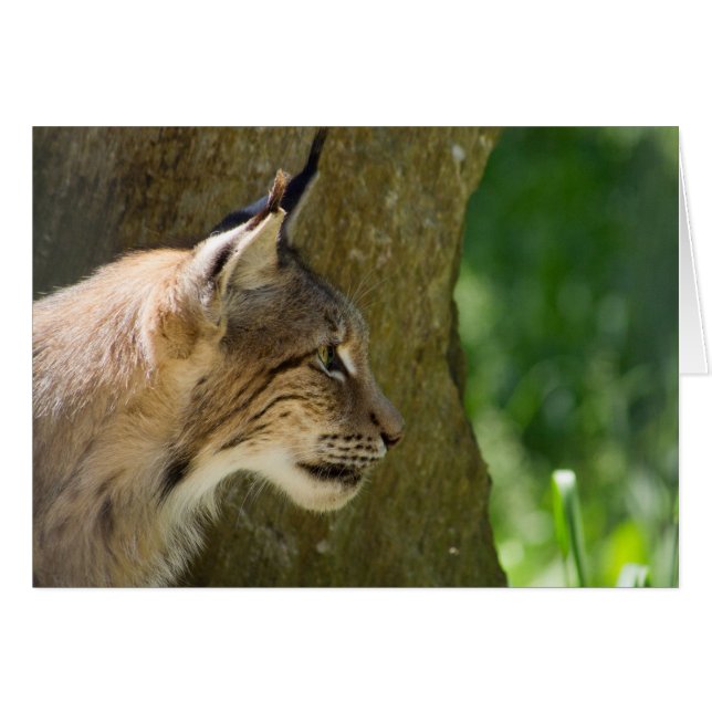Eurasian Lynx (Front Horizontal)