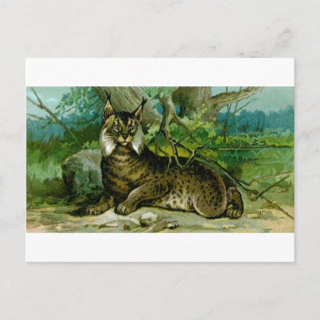Eurasian Lynx Postcard (Front)