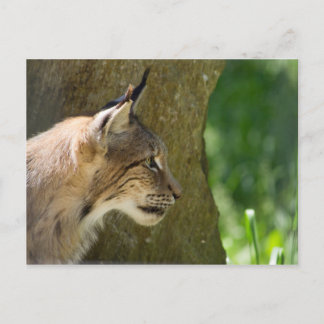Eurasian Lynx Postcard