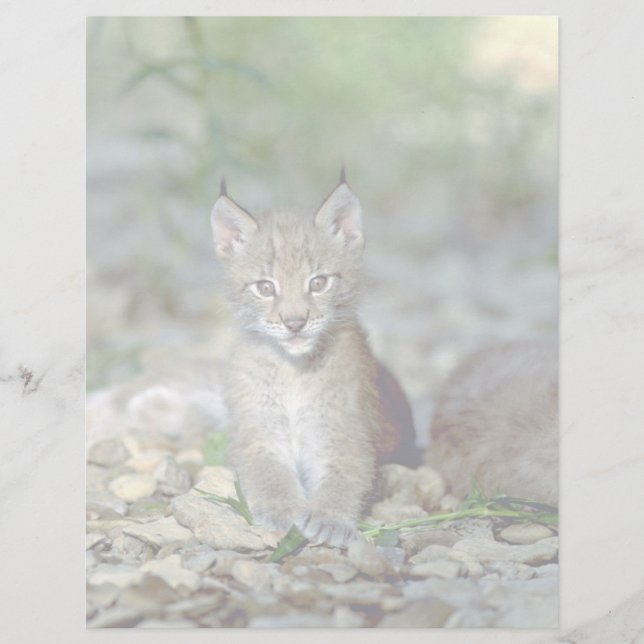 Eurasian lynx, young kitten (Front)