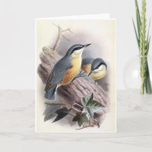Eurasian Nuthatch - Bird Card