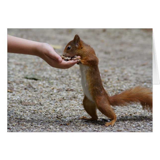 Eurasian red squirrel (Front Horizontal)