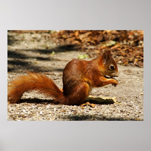 Eurasian red squirrel poster (Front)