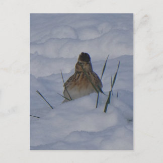 Eurasian Skylark Bird Close Up DIY Postcard