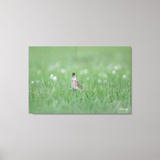 Eurasian Skylark Canvas Print