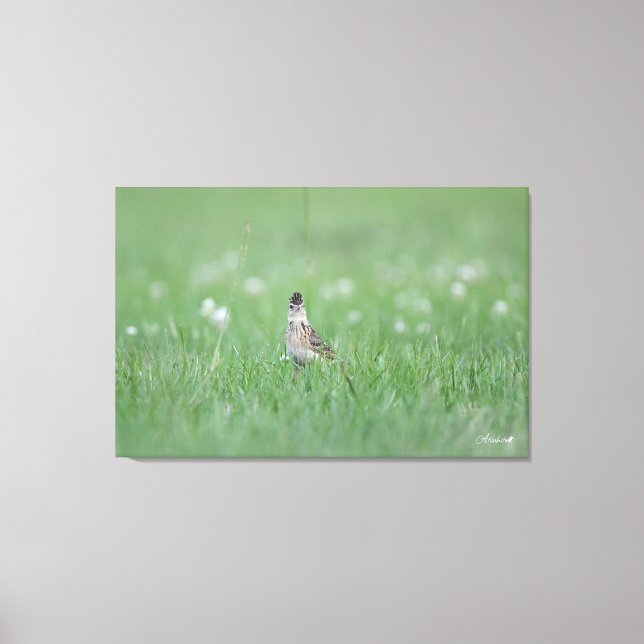 Eurasian Skylark Canvas Print (Front)
