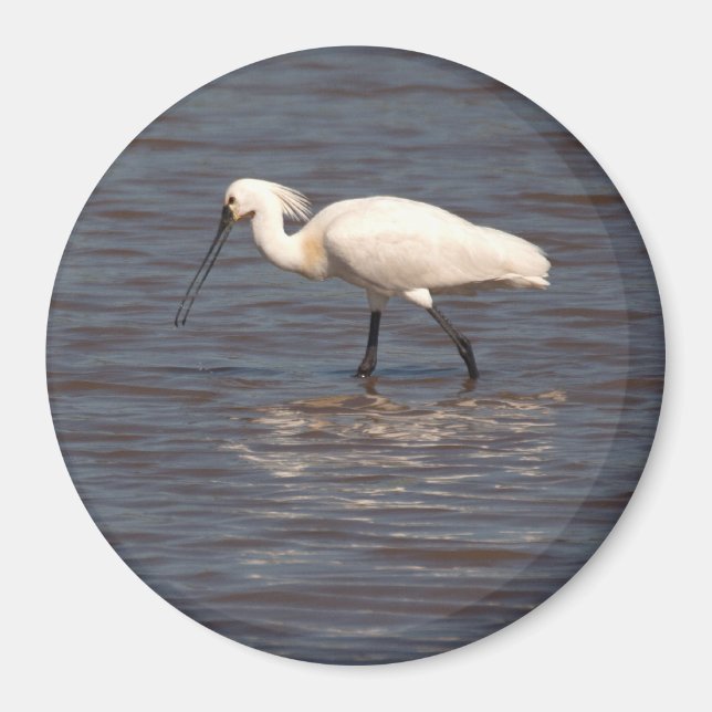 Eurasian Spoonbill Magnet (Front)