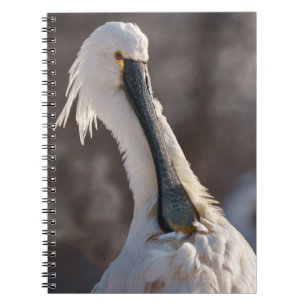 Eurasian Spoonbill Notebook