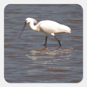 Eurasian Spoonbill Square Sticker