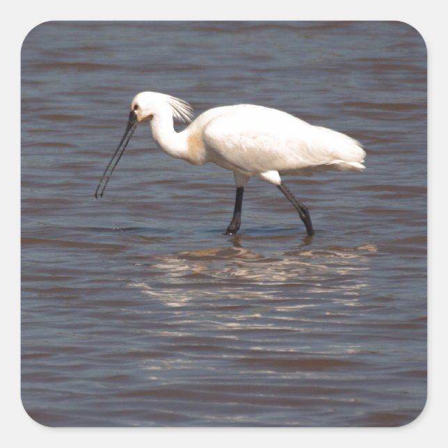 Eurasian Spoonbill Square Sticker (Front)