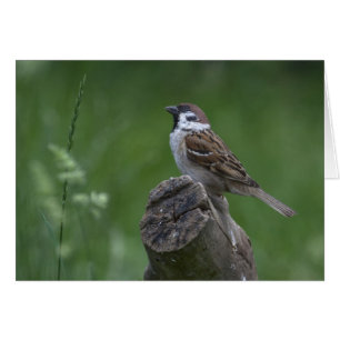 Eurasian Tree Sparrow