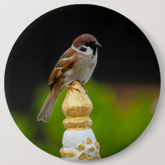 Eurasian tree sparrow 6 cm round badge