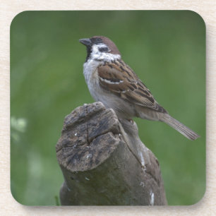 Eurasian Tree Sparrow Coaster