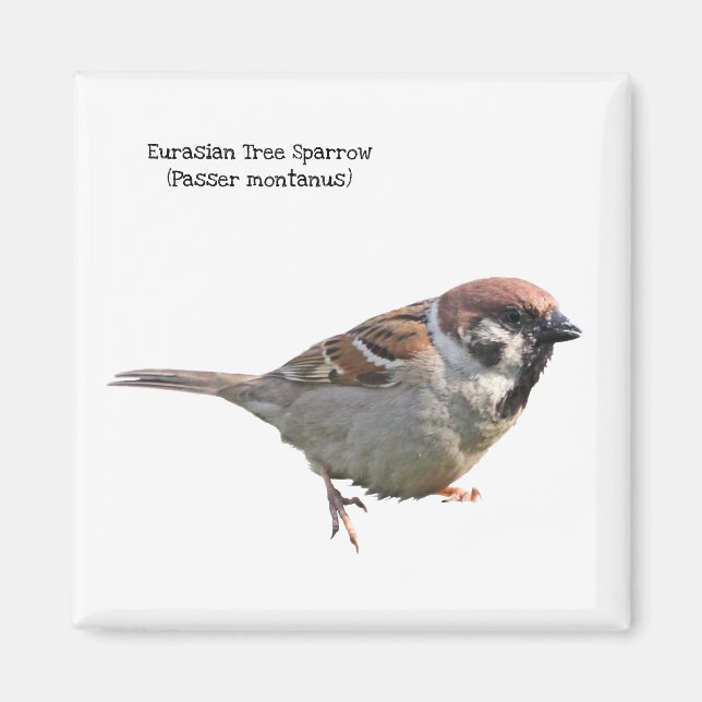 Eurasian Tree Sparrow Magnet (Front)