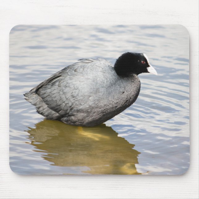 EurasianCoot Mouse Mat (Front)