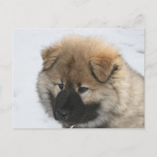 Eurasier Puppy Postcard
