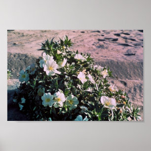 Eureka Evening Primrose Poster