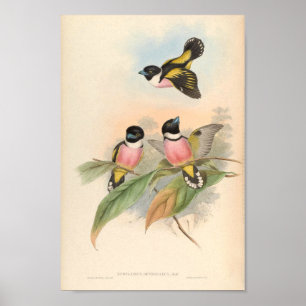 Eurlyaimus Ochromalus Vintage Bird Of Asia Poster