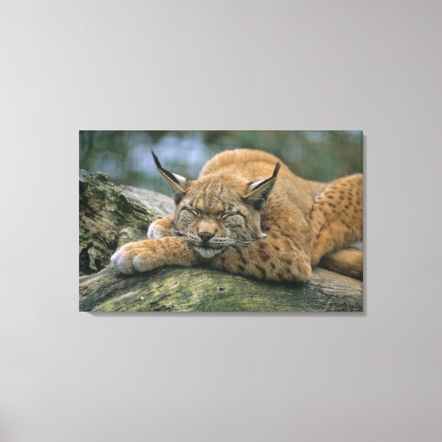 Europ�_ischer Luchs, Eurasischer Luchs (Lynx Canvas Print (Front)