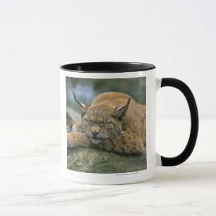 Europ�_ischer Luchs, Eurasischer Luchs (Lynx Mug