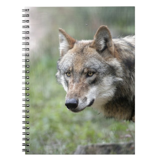Europäischer Wolf Notebook (Front)