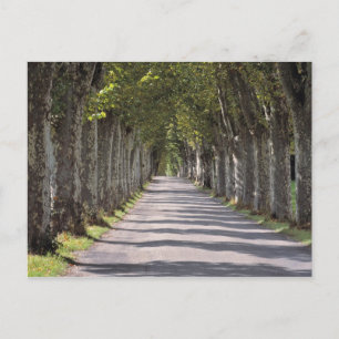 Europe, France, Cereste. Trees line this road Postcard