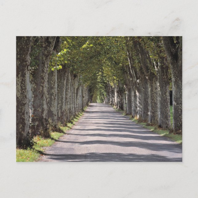 Europe, France, Cereste. Trees line this road Postcard (Front)