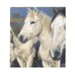 Europe, France, Ile del la Camargue. Camargue 3 Notepad