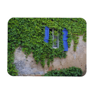 Europe, France, Lourmarin. Cascading ivy Magnet