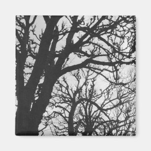 Europe, France, Paris. Winter trees, Marco Magnet