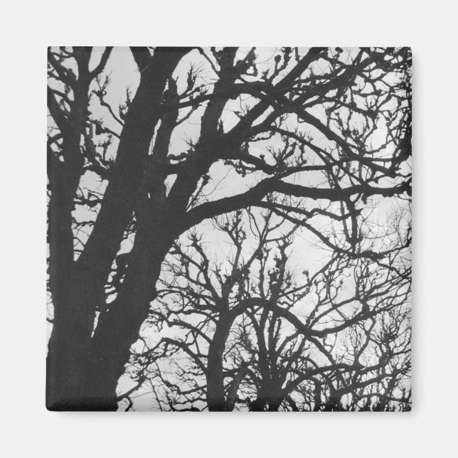 Europe, France, Paris. Winter trees, Marco Magnet (Front)