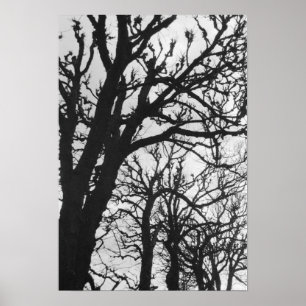Europe, France, Paris. Winter trees, Marco Poster