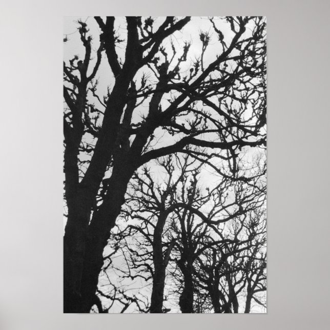 Europe, France, Paris. Winter trees, Marco Poster (Front)