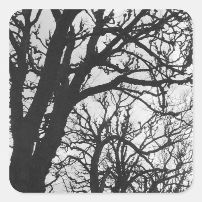 Europe, France, Paris. Winter trees, Marco Square Sticker (Front)