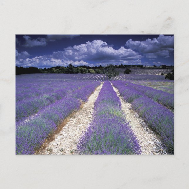 Europe, France, Provence. Lavander fields Postcard (Front)