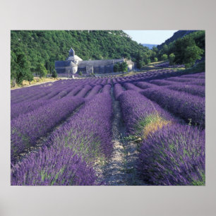 Europe, France, Provence. Lavander fields Poster