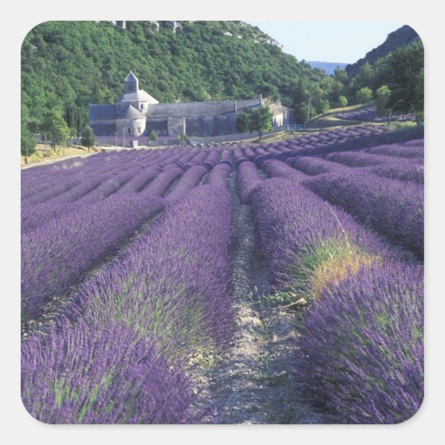 Europe, France, Provence. Lavander fields Square Sticker (Front)